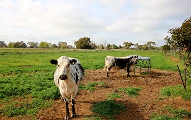 Family's well laid out dairy farm in the Goulburn Valley heads to auction.