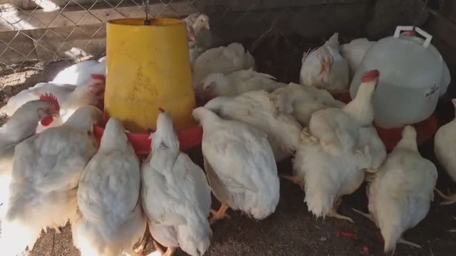 Sacrifican aves en Veraguas