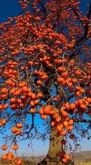 Understanding wow..beautiful persimmon tree