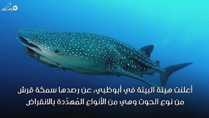 سمكة قرش على شواطئ أبوظبي.. والبيئة تُحَذِّر من محاولة اصطيادها
