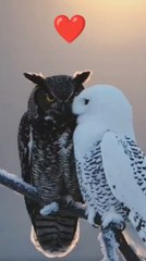 The pair of owls