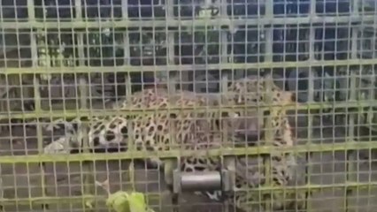 ചീരാൽ മേഖലയിൽ ഭീതി പരത്തിയ പുലി ഒടുവിൽ കുടുങ്ങി