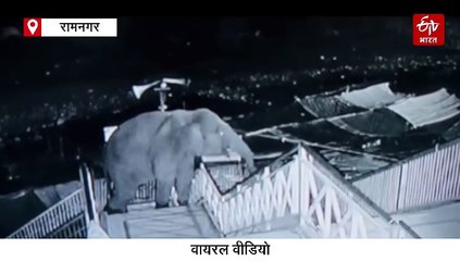 40 सीढ़ियां चढ़कर गर्जिया मंदिर पहुंचा विशालकाय हाथी, जमकर मचाया उत्पात, CCTV में कैद घटनाक्रम