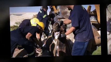 بالصور: إنقاذ جمل سقط في غرفة تفتيش تحت الأرض بالإحساء