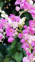 GIÀN HOA TIGÔN | Official Music Video | Bolero Ký Ức