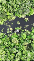 The Largest Anaconda Was a Magnificent Giant” 🐍🌿