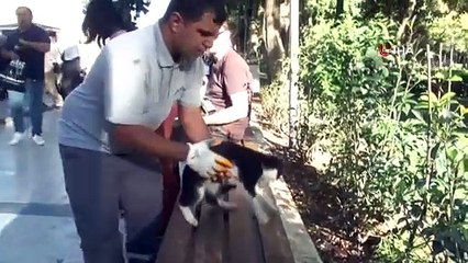 Balıklıgöl’de korku dolu anlar! Temizlik görevlisi kediye kalp masajı yaptı
