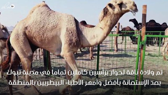 بالصور ناقة تضع حواراً برأسين كاملين في مشهد نادر الحدوث بمدينة تبوك