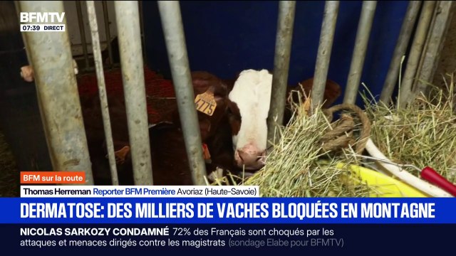 On est sans réponse : des bovins confinés dans les alpages à cause de la dermatose nodulaire