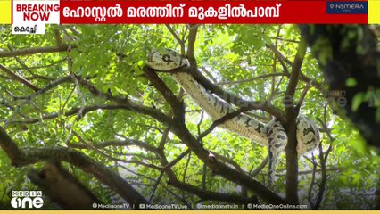 മഹാരാജാസ് കോളജ് ഹോസ്റ്റലിന് സമീപമുള്ള മരത്തിന് മുകളിൽ പെരുമ്പാമ്പ്