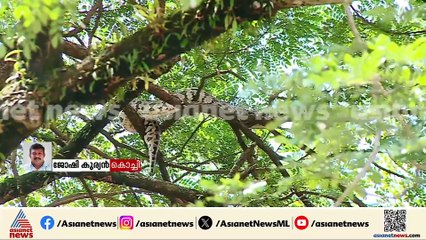 ദേ പെരുമ്പാമ്പ് ! എറണാകുളത്തപ്പൻ ഗ്രൗണ്ടിന് സമീപം മരത്തിൽ പെരുമ്പാമ്പ്