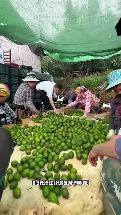 Health Benefits of Avocado Juice - Heart Health: Rich in healthy fats and potassium, avocado juice helps regulate blood pressure and reduce cholesterol. - Vision Support: Contains antioxidants like lutein and zeaxanthin, which protect against cataracts an