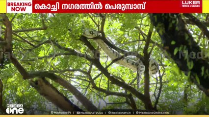 മഹാരാജാസ് കോളജിന് സമീപത്തെ പോസ്റ്റ് മെട്രിക് ഹോസ്റ്റൽ കോമ്പൗണ്ടിലെ മരത്തിന് മുകളിൽ പെരുമ്പാമ്പ്...