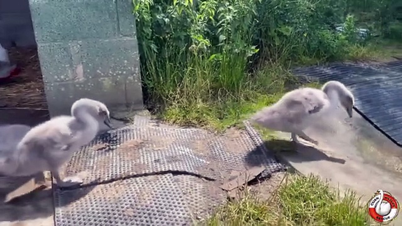 Watch: Newport cygnets released back into the wild after being rescued by Cuan Wildlife Rescue