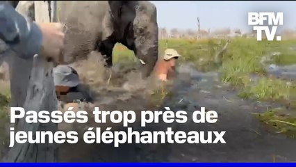 Une éléphante charge des touristes au Botswana