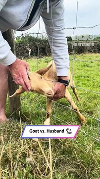 Baby Goat Gets Stuck in Fence 😂 Husband’s Struggle to Free Him!|| Heartsome 💖