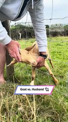 Hilarious Baby Goat Gets Stuck in Fence – Husband’s Funny Rescue 😂