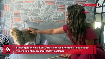 Kedi ‘Artas' antidepresana başladı! 'Ciddi takıntıları var'