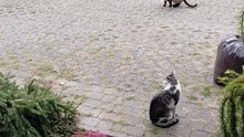 TOTAL Respect 🐾🍽️ #shorts #cats #funnycats #viralcats #trending #cute #fyp