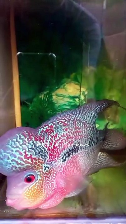 Super red dragon flowerhorn fish tank | Aquarium fish