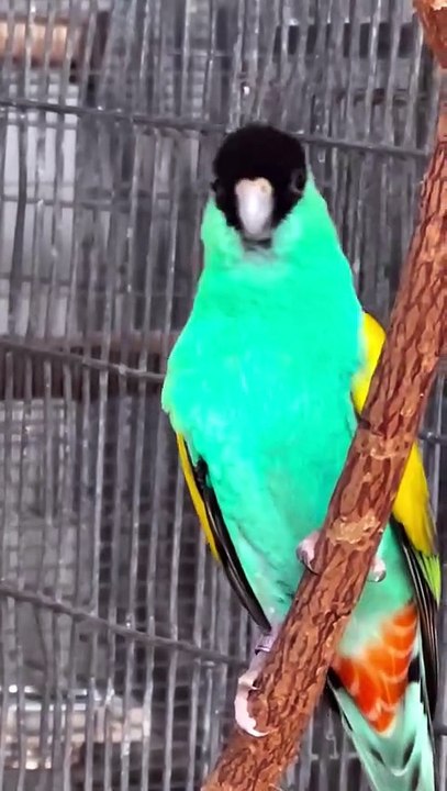 Rocking_the_hood,_feathered_edition