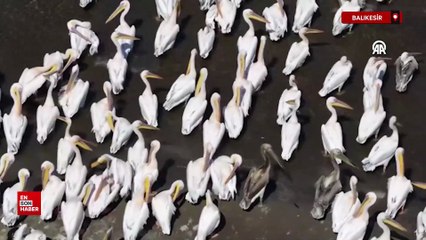 Balıkesir'de  Manyas Gölü  kuraklıği her geçen gün etkisini artırıyor