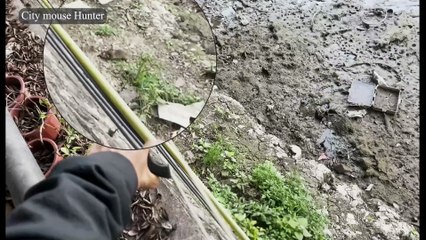 Daytime Rat Takedown: Urban Hunting in Broad Daylight!