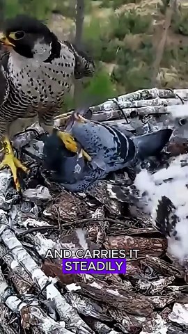Air fighter #animals #wildliferescue #wildlife #wildlifeentertainment