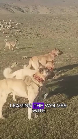 A wolf pack comes to steal a dog #animals #wildliferescue #wolfdogs #wildlife