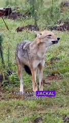 Arrogant jackal #animals #wildliferescue #wildlife #wildlifeentertainment
