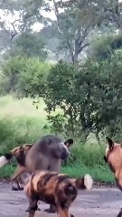 Baboon vs wild dog #animals #wildliferescue #wildlife #wildlifeentertainment