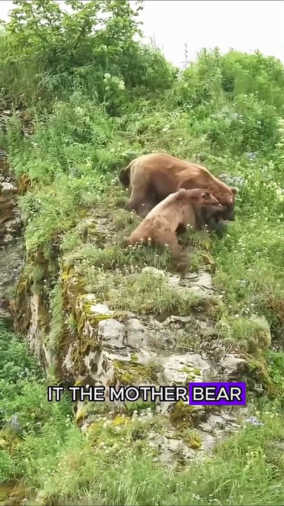 Bear mother fight male bear to protect her cub #wildlife #animals #bear