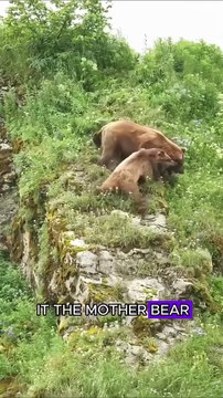 Bear mother fight male bear to protect her cub #wildlife #animals #bear