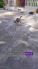 Cat vs snake #wildlife #animals #cat
