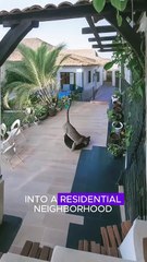 Catch leopard #wildlife #animals #fyp