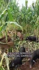 Catch the wild boar #animals #wildlife #fyp