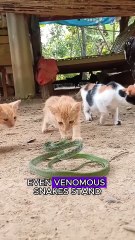 Cats are actually top predators.#wildlife #animals #cat