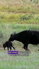 Cattle revenge lion #wildlife #animals #fyp