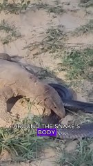 Cobra vs monitor lizard #wildlife #animals #fyp