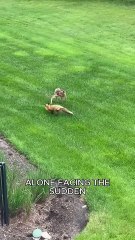 Deer vs fox #animals #wildliferescue #americanbear #wildlife