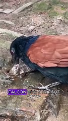 Falcon hunting snake #wildlife #animals #fyp