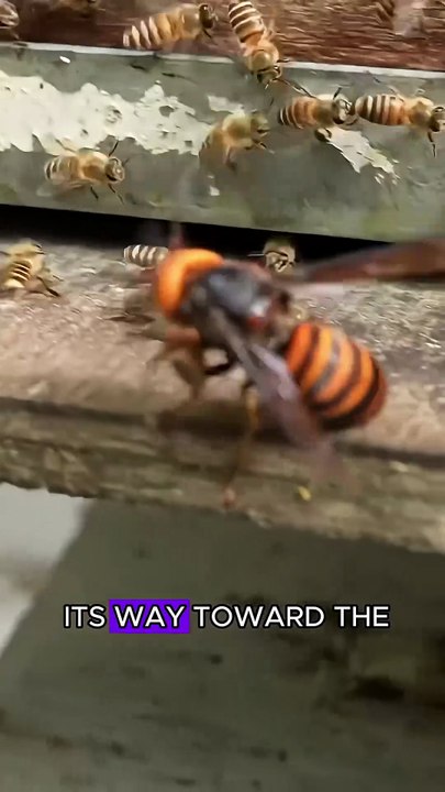 Hornet troops invaded bees #wildlife #animals #hornet #bee