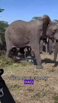 Hyenas hunting elephant baby #animals #wildlife #fyp