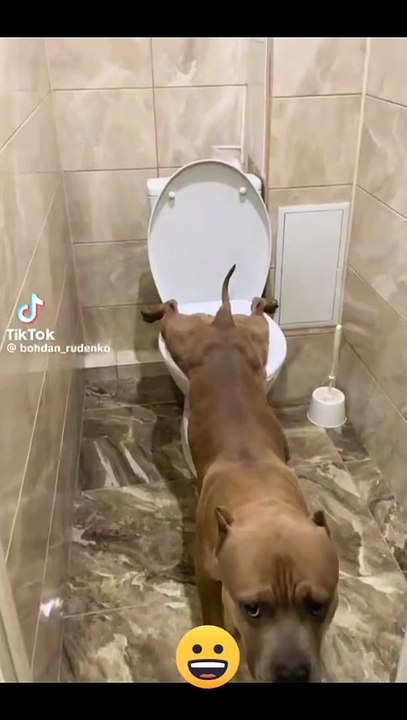 Dog's funny video