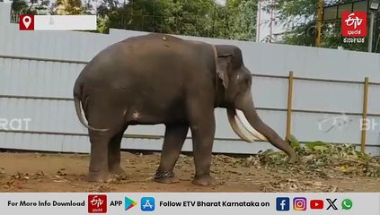 ಈ ಬಾರಿಯೂ ಹೆಣ್ಣಾನೆ ಇಲ್ಲದೇ, ಗಂಡಾನೆಗಳೊಂದಿಗೆ ನಡೆಯಲಿದೆ ಶಿವಮೊಗ್ಗ ದಸರಾ ಜಂಬೂ ಸವಾರಿ