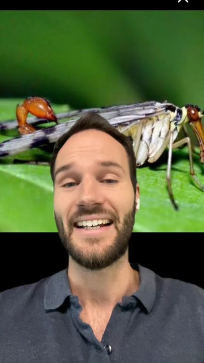 Une MOUCHE SCORPION