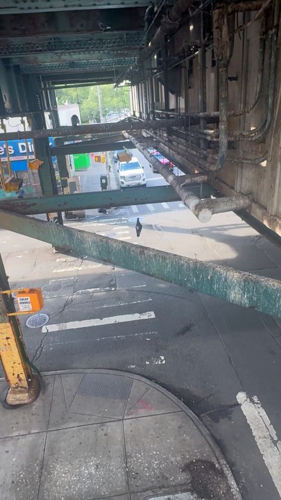 Pigeon caught in thread and left hanging near 6 Train entrance in New York