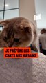 « Je préfère les chats aux humains »