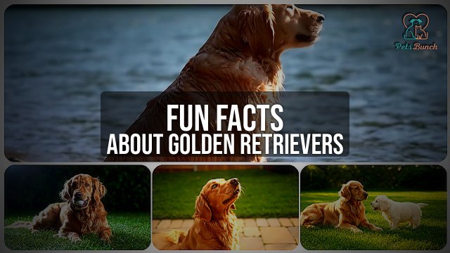 Surprising Facts About Golden Retrievers You Didn't Know!
