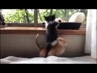 Super süß: Kätzchen bauen Räuberleiter